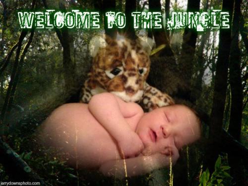 <img500*375:stuff/Welcome_to_the_Jungle.jpg>