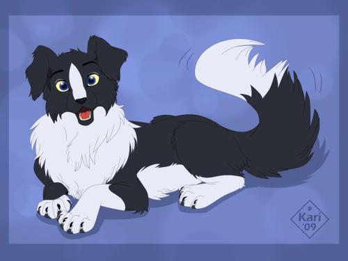 <img500*0:stuff/aj/49600/bordercollie.jpg>