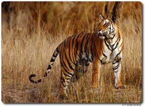 <img300*0:stuff/d-lis-canon-tigress-bandavgarh.jpeg.jpg>