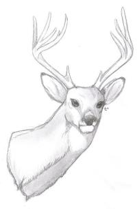 <img200*0:stuff/deerpic.jpg>