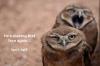 s_and_gr_owls_