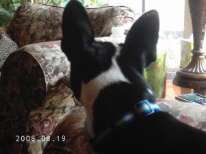 <img300*0:stuff/z/16211/Scout,%2520Odie,%2520and%2520other%2520pets/DCFC0113.JPG>