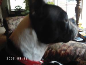 <img300*0:stuff/z/16211/Scout,%2520Odie,%2520and%2520other%2520pets/DCFC0123.JPG>