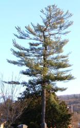 <img0*250:stuff/z/46646/Pottsville%253A%2520Mansions,%2520Trees,%2520Cemetaries/Scraggly%20Pine.jpg>