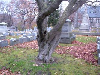 <img0*250:stuff/z/46646/Pottsville%253A%2520Mansions,%2520Trees,%2520Cemetaries/twisted.JPG>